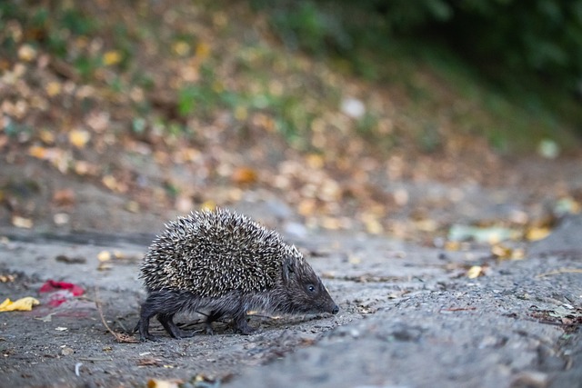 乌多吉：被持枪威胁曾让我措手不及，一切都已好转不会去回想